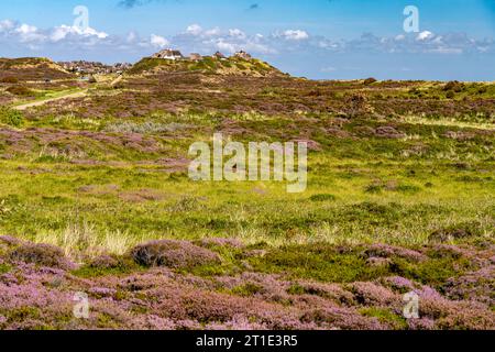 Blooming heath landscape and thatched roof houses near List, Sylt Island, Nordfriesland district, Schleswig-Holstein, Germany, Europe Stock Photo