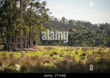 gum tree leaves in the australian bush in the park Stock Photo