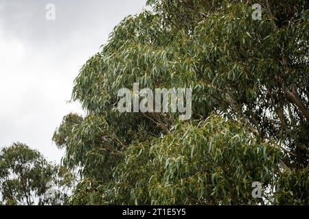 gum tree leaves in the australian bush in the park Stock Photo