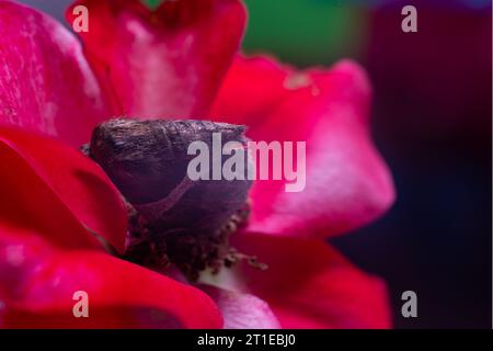 macro moth sitting on red rose Stock Photo
