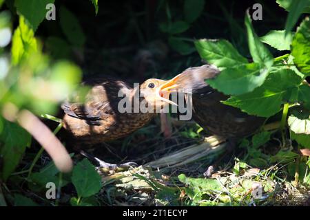 Blackbird chick being fed by mum Stock Photo