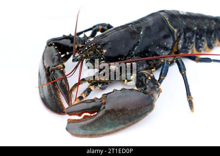 Lobster on a white background Stock Photo