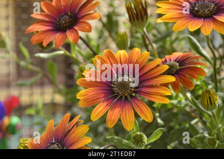 Orange flower Vintage flower - Summer Garden Flor naranja vintage- Jardín de verano Stock Photo