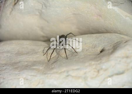 Water spider on a rock on the shores of the Great Lakes, in Ontario, Canada Stock Photo