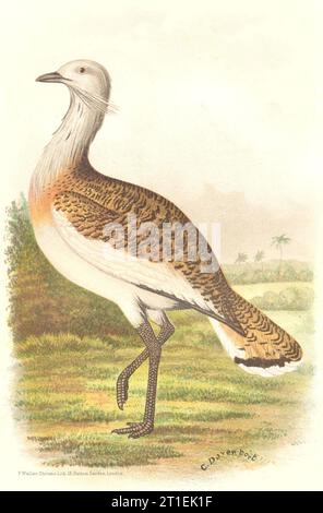 INDIAN GAME BIRDS. European Great Bustard (Otis Tarda). Chromolitho. FINN 1915 Stock Photo