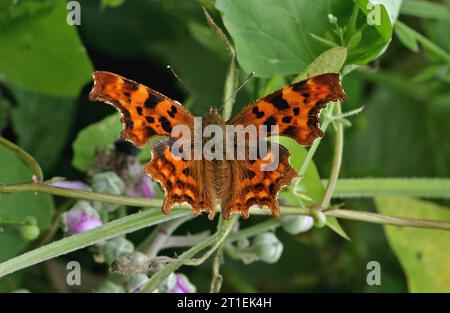 Comma butterfly (Polygonia c-album) adult sunning with wings open  Holkham, Norfolk, UK.                  July Stock Photo