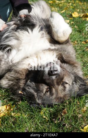 Happy dog being scratched on the belly Stock Photo