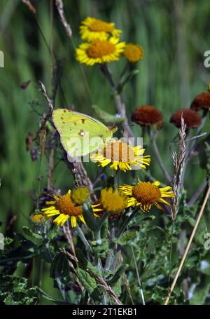 Clouded Yellow butterfly (Colias croceus) adult male feeding at Common Fleabane  Eccles-on-Sea, Norfolk, UK.                August Stock Photo