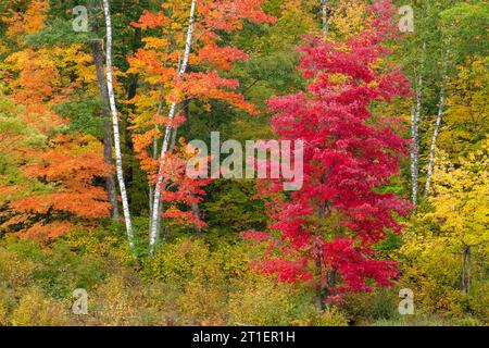 Trees in brilliant autumn color in the woods of northern Minnesota Stock Photo