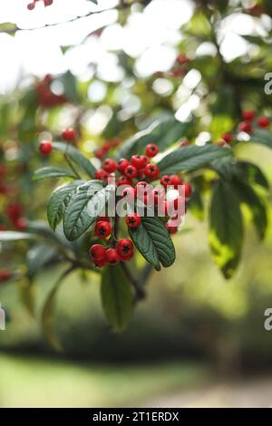 Cotoneaster frigidus, the tree cotoneaster in the autumn garden Stock Photo