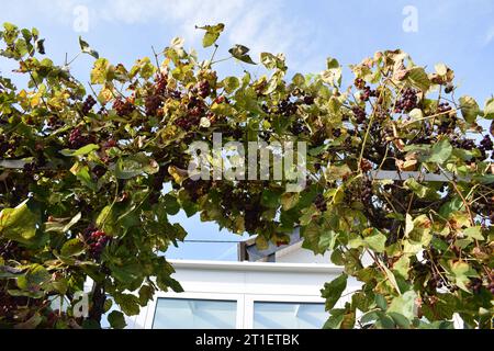 red grapes on a vine arch Stock Photo