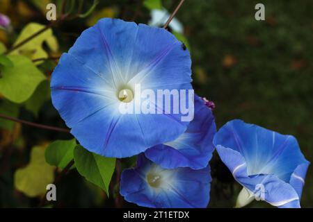 Ipomoea tricolor, the Mexican morning glory or just morning glory in the autumn garden Stock Photo