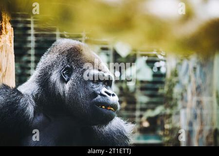 King kong monkey hi-res stock photography and images - Alamy