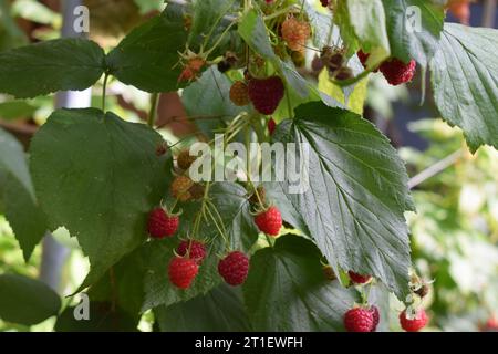 raspberry on the plant Stock Photo