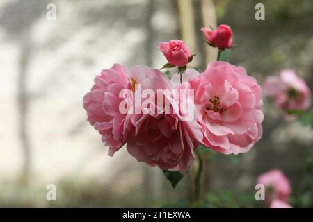 pink roses in full bloom in the summer garden Stock Photo