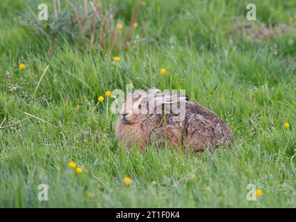 European brown hare, Lepus europaeus, resting in upland meadow. Teesdale, North Pennines, County Durham. UK. June. Stock Photo