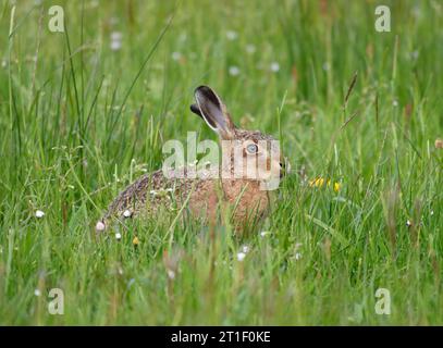 European brown hare, Lepus europaeus, resting in upland meadow. Teesdale, North Pennines, County Durham. England. UK. June. Stock Photo