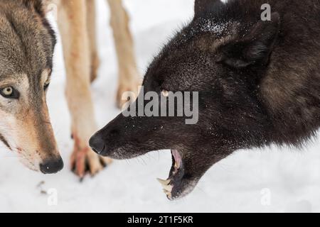 Black-Phase Grey Wolf (Canis lupus) Mouth Open in Face of Second Wolf Winter - captive animals Stock Photo