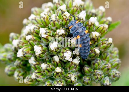 Close up showing the larval stage of a 7 Spot Ladybird (coccinella septempunctata) sitting on the flowerbuds of a Yarrow plant (achillea millefolium). Stock Photo