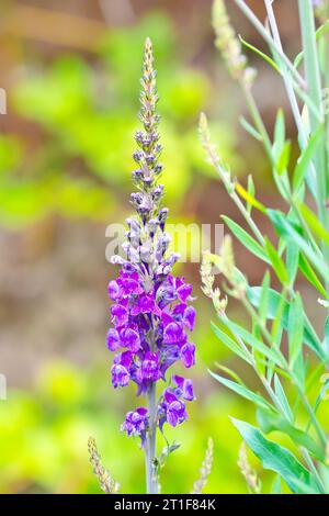 Purple Toadflax (linaria purpurea), close up of a single spike of purple flowers, often grown in gardens but frequently found naturalised in the wild. Stock Photo