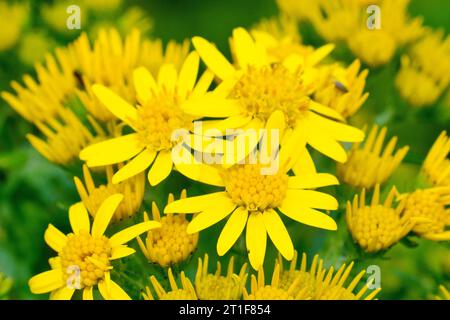 Common Ragwort (senecio jacobaea), close up showing the first yellow flowers to open on a large flower head surrounded by unopened buds. Stock Photo