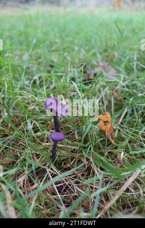 Amethyst Deceiver mushrooms (Laccaria amethystina) in grasses Stock Photo