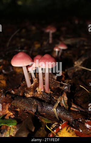 Rosy Bonnet Mushroom (Mycena rosea) in woodlands Stock Photo