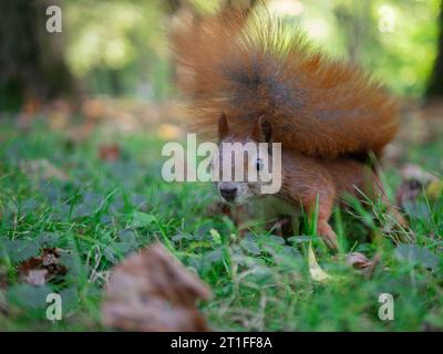 Red squirrel with a fluffy tail sits on the green grass in the park. Vivid colors of the end of summer, blurry background, afternoon. Stock Photo