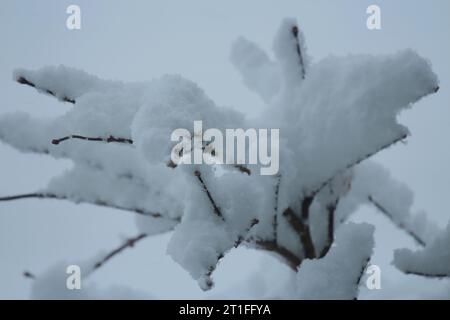 Close up on an inch of fluffy, white snow on the branches of a small Japanese Maple tree with a blurred background Stock Photo