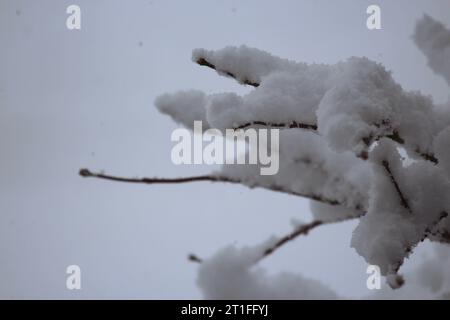 An inch of fluffy, white snow on the branches of a small Japanese Maple tree in the spring in Trevor, Wisconsin, USA Stock Photo