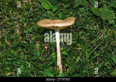 Marasmius oreades (fairy ring champignon) is a fungus found in grassy areas such as meadows and coastal dunes. It occurs in Europe and North America. Stock Photo