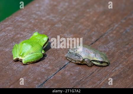 Issaquah, Washington, USA.   Green and brown varieties of Pacific Tree frogs sitting on a cedar wood railing. Stock Photo