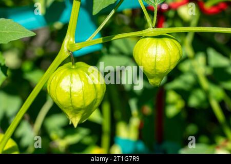 Issaquah, Washington, USA.  Close-up of Tomatillos ready to harvest. Stock Photo