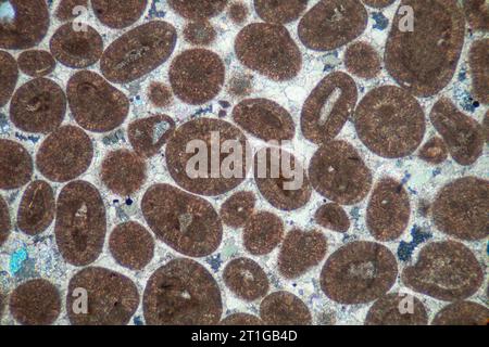 Oolitic limestone, sedimentary, Wheatly, Oxfordshire, UK, Calcite, iron ...