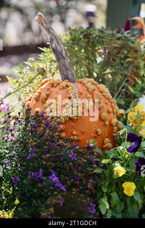 Pumpkin in Flowers Stock Photo