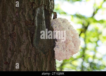 comb tooth mushroom, Coral tooth (Hericium coralloides, Hericium clathroides), on dead wood, Germany Stock Photo