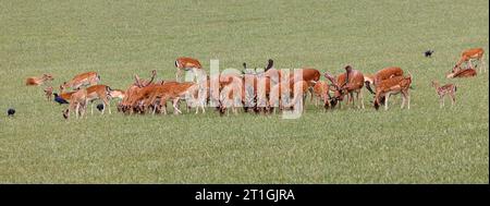 fallow deer (Dama dama, Cervus dama), large herd of deer with young animals in a wide meadow, Germany, Bavaria Stock Photo