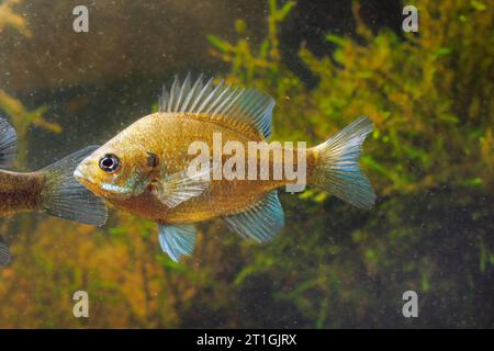 bluegill (Lepomis macrochirus), swimming male, side view Stock Photo