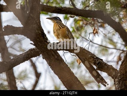 Lesser road-runner (Geococcyx velox), perched on a branch in forest, Mexico Stock Photo