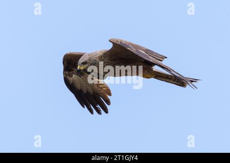 Black kite, Yellow-billed kite (Milvus migrans), peeking in flight for prey, side view, Germany, Bavaria, Lake Chiemsee Stock Photo