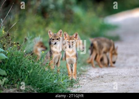 Eurasian golden jackal, European jackal (Canis aureus moreoticus, Canis moreoticus), juveniles on the wayside, Romania, Danube Delta Stock Photo