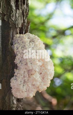 comb tooth mushroom, Coral tooth (Hericium coralloides, Hericium clathroides), on dead wood, Germany Stock Photo