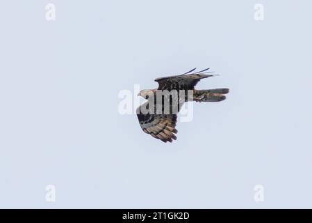 western honey buzzard, European honey buzzard, common pern, pern (Pernis apivorus), in flight, side view, Germany, Bavaria Stock Photo