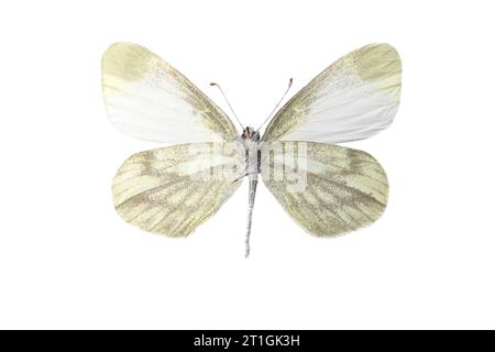 wood white butterfly, wood white (Leptidea sinapis), female, underside, cut out Stock Photo