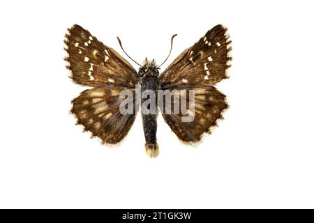Large grizzled skipper (Pyrgus alveus), male, upper side, cut out Stock Photo