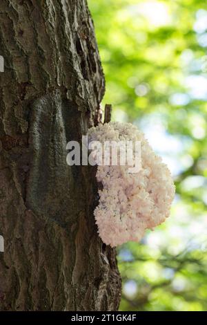 comb tooth mushroom, Coral tooth (Hericium coralloides, Hericium clathroides), on dead wood, Germany Stock Photo