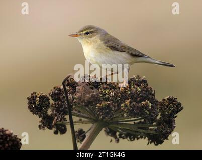 willow warbler (Phylloscopus trochilus), Autumn plumaged, United Kingdom, Scotland, Out Skerries Stock Photo