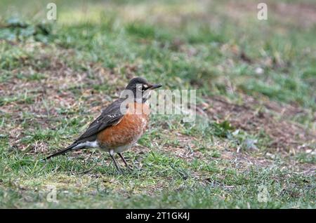 American robin (Turdus migratorius), walking on a lawn, Europe Stock Photo