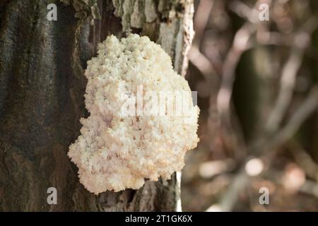 comb tooth mushroom, Coral tooth (Hericium coralloides, Hericium clathroides), on dead wood, Germany Stock Photo