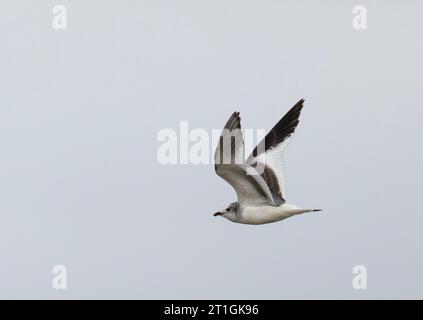 sabine's gull, fork-tailed gull, xeme (Xema sabini), young fork-tailed gull in flight, side view, Netherlands, Frisia Stock Photo